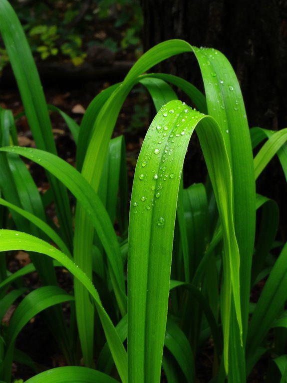 low maintenance shady groundcover