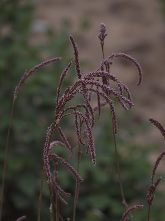 vibrant ornamental grass beauty