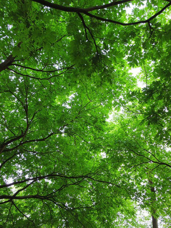 canopy providing shade and beauty