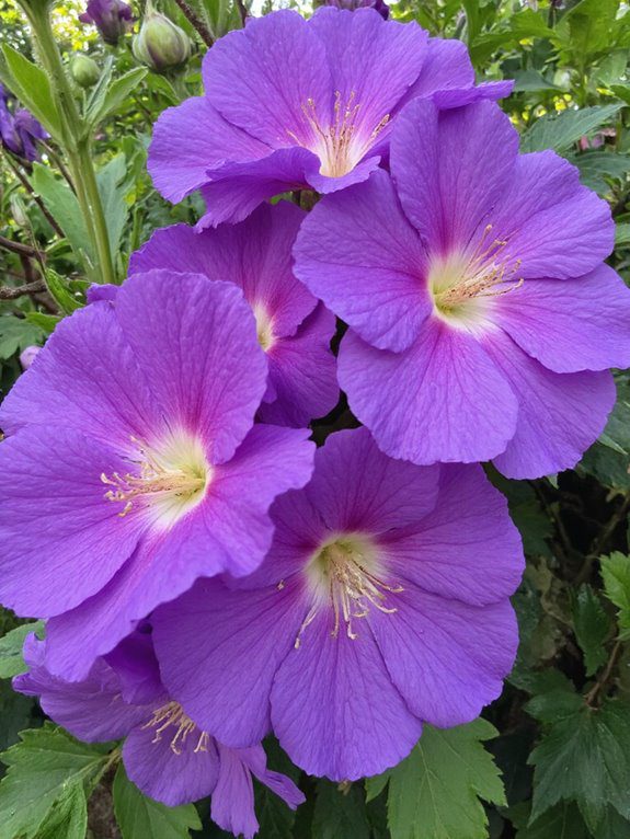 colorful low maintenance privacy plant