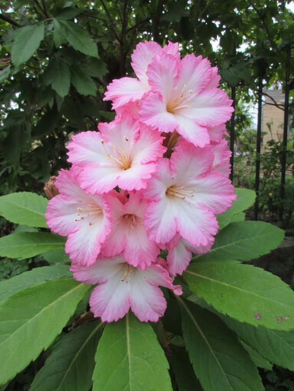 colorful toxic privacy shrub