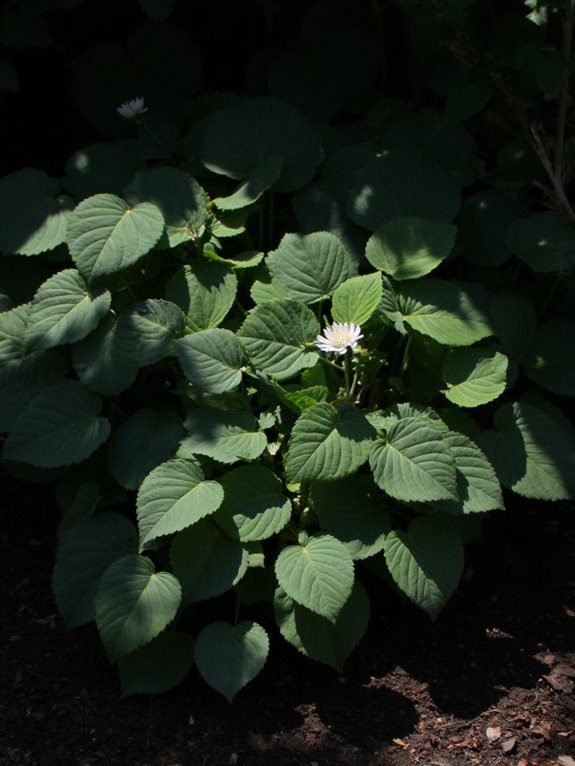 barrenwort thrives in dry shade
