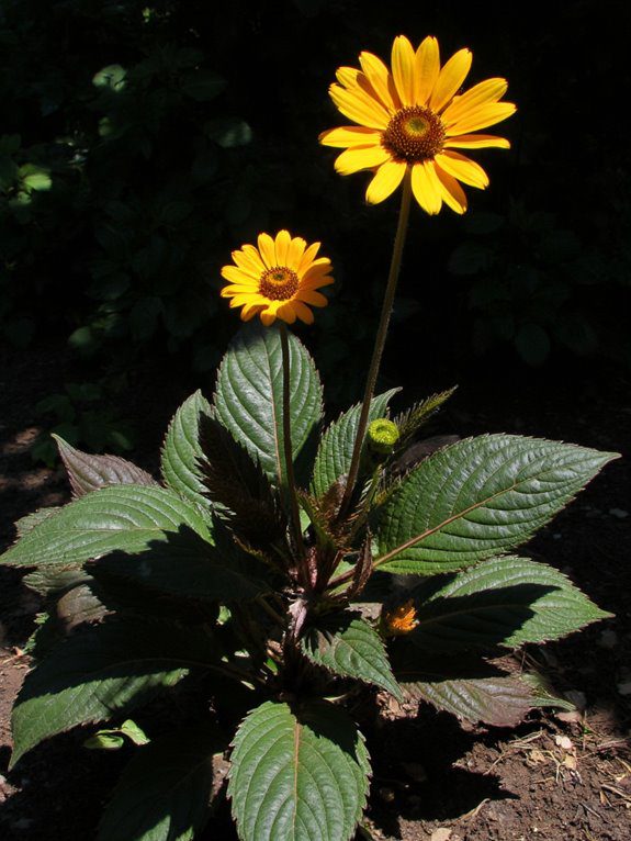 bold leaves vibrant flowers