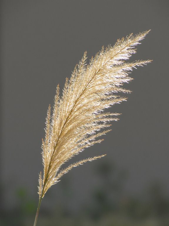 breezy low maintenance ornamental grass