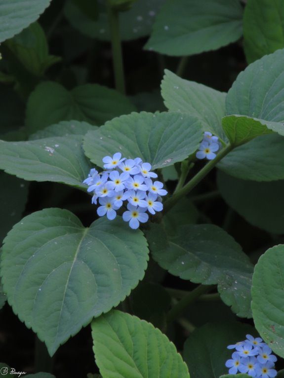 charming blue shade groundcover