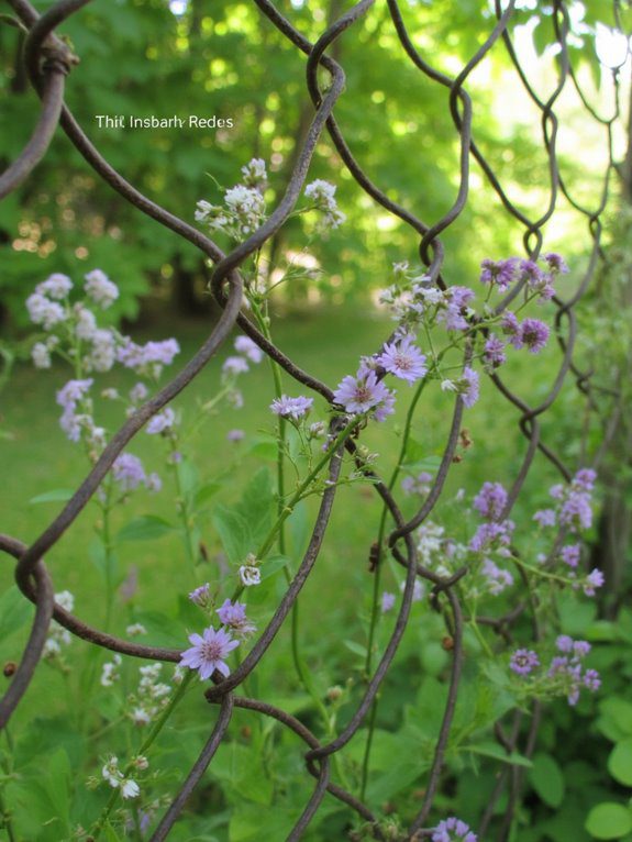 charming chicken wire fence