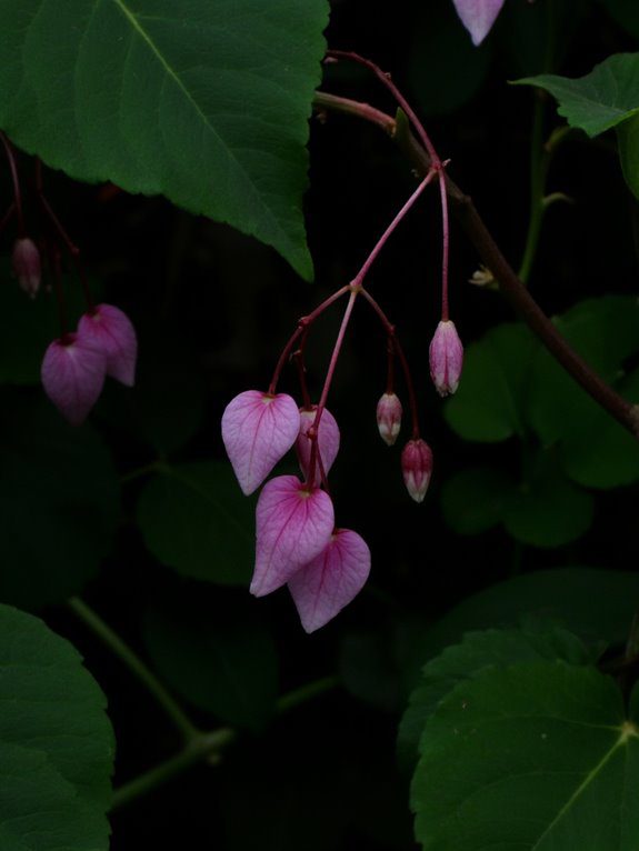 charming heart shaped flowers