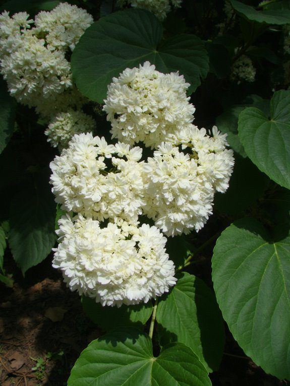 charming shade loving ground cover