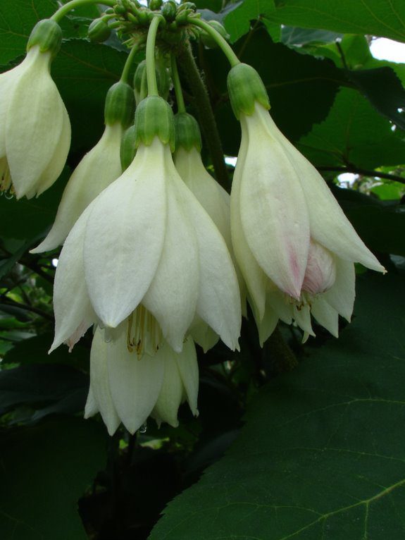 cheerful early spring perennials