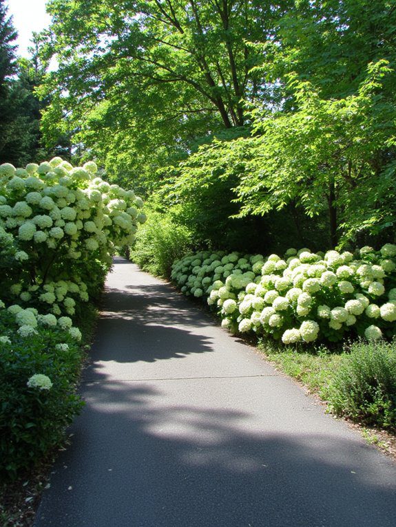 colorful hydrangeas frame driveway