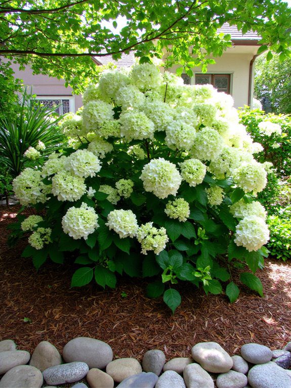 colorful hydrangeas with mulch