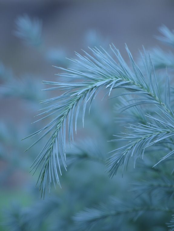 compact blue ornamental grass