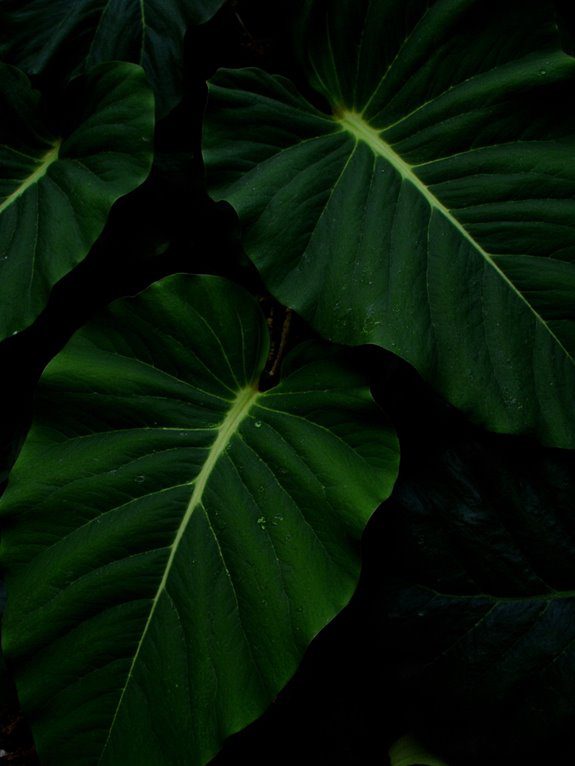 dramatic foliage for shade