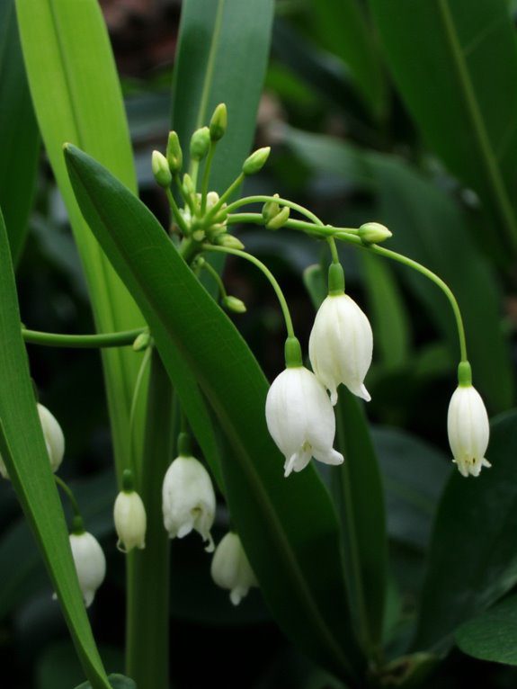 elegant shade garden addition