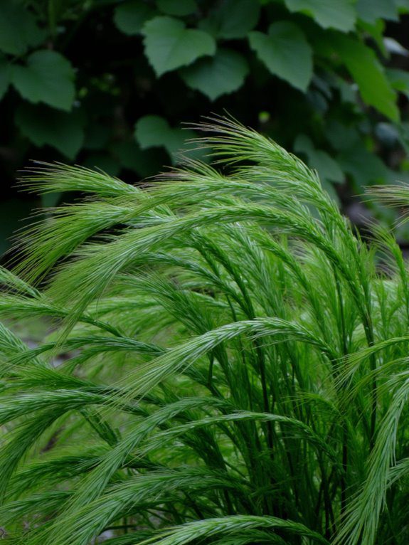 elegant shade garden addition