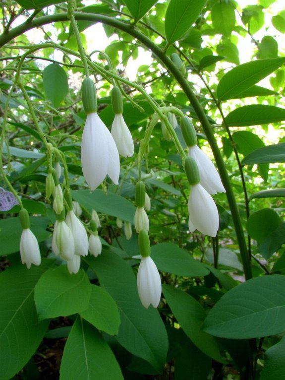 elegant shade garden flower