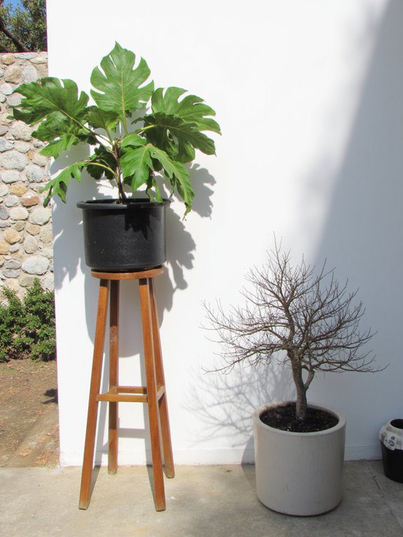 elevate plants for beauty