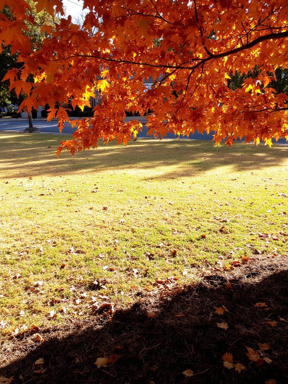 fall lawn care essentials
