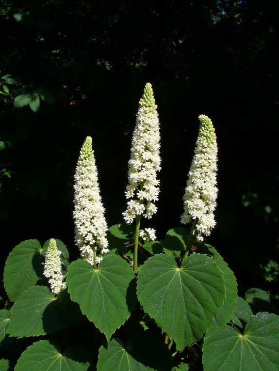 frothy blooms for shade