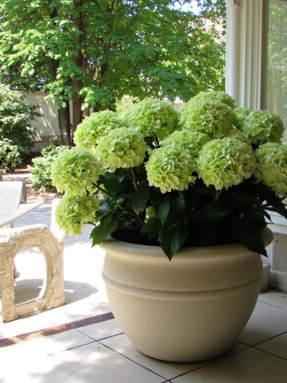 large pots for hydrangeas
