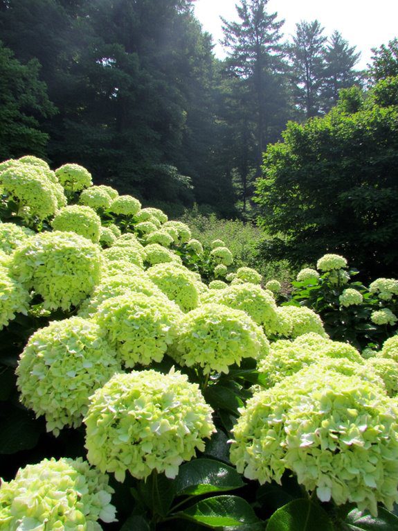 layered garden with evergreens