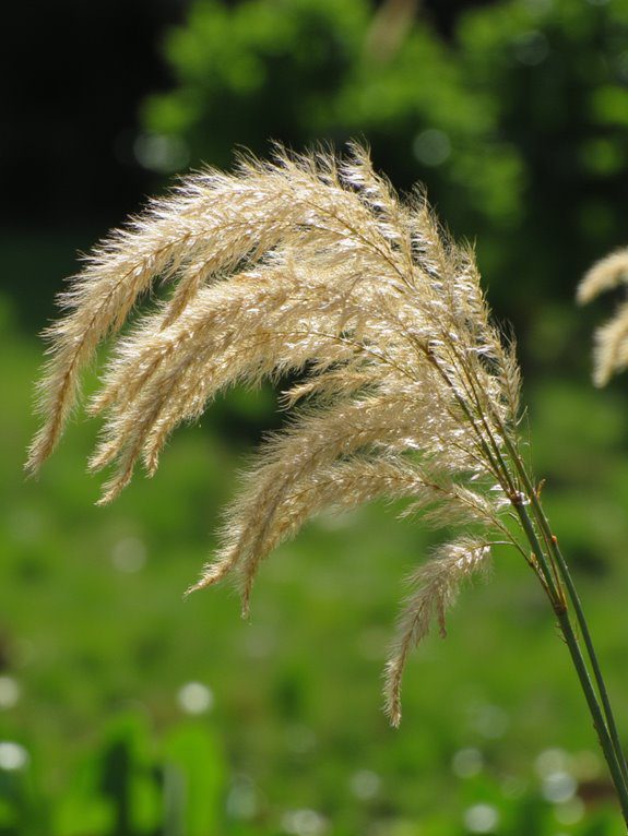 lively low maintenance ornamental grass