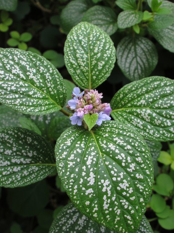 lungwort vibrant shady groundcover
