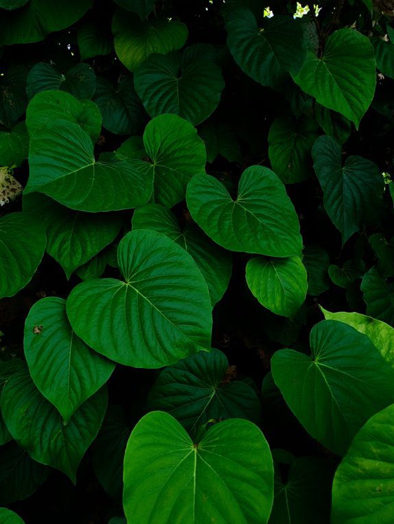 lush ground cover perennial