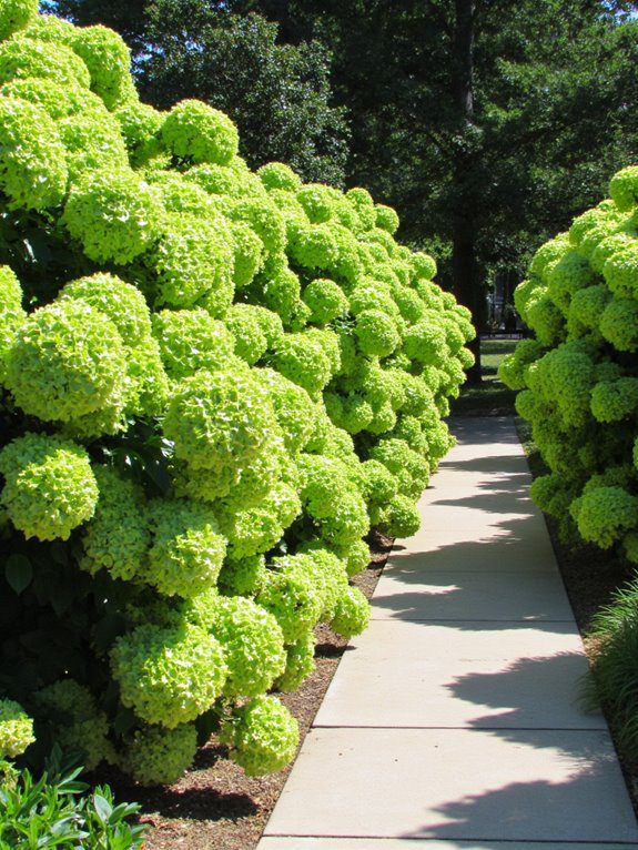 lush hydrangea walkway hedge