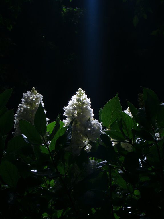 moonlight garden white blooms