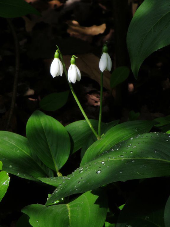 native shade garden perennial
