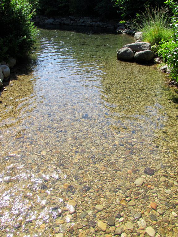 natural wildlife friendly pond