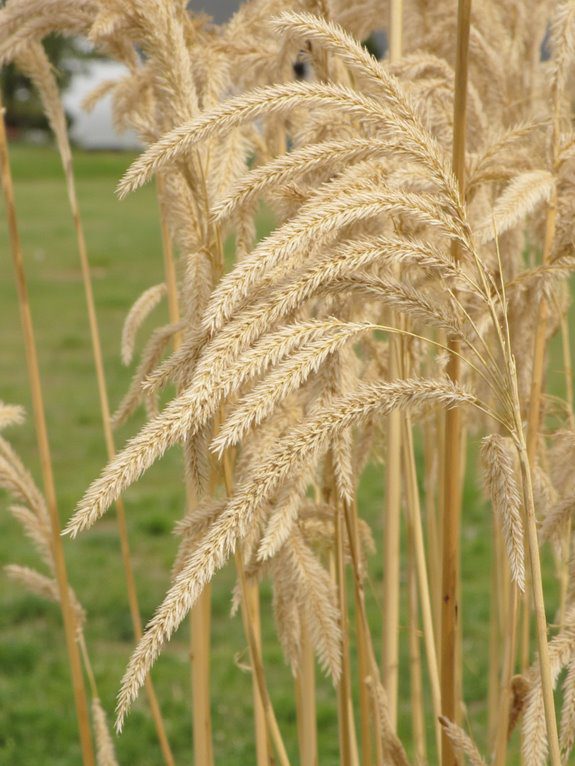 ornamental grasses with charm