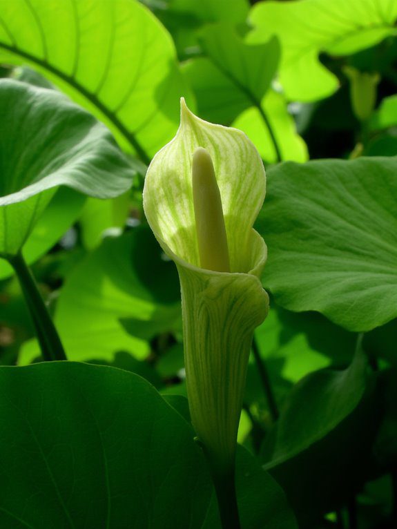 quirky shade loving flower