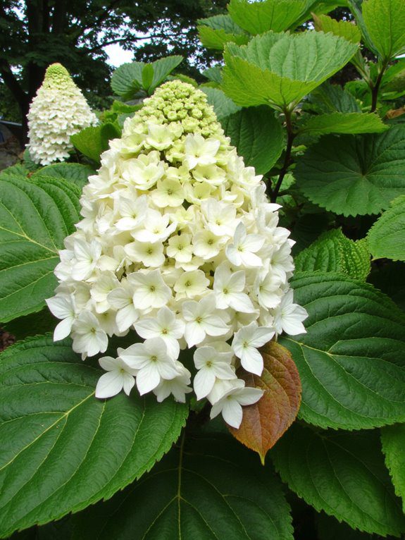 shade loving hydrangeas bloom beautifully