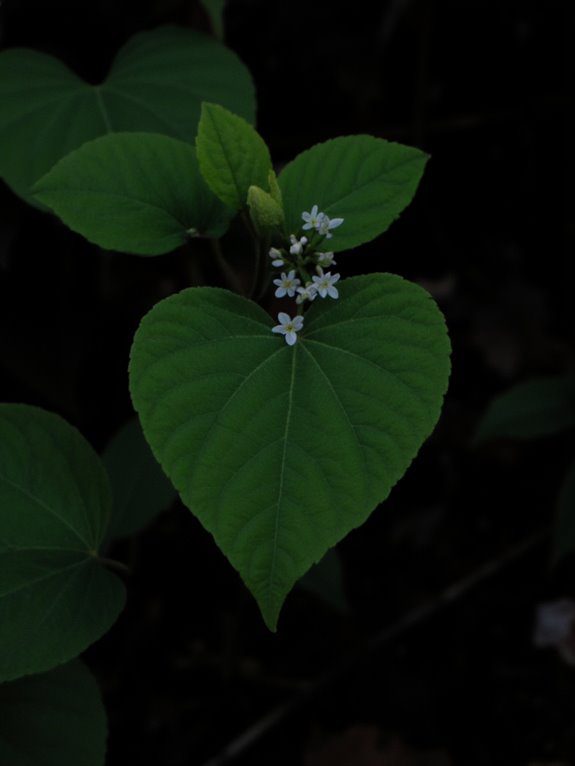 shade loving low maintenance beauty