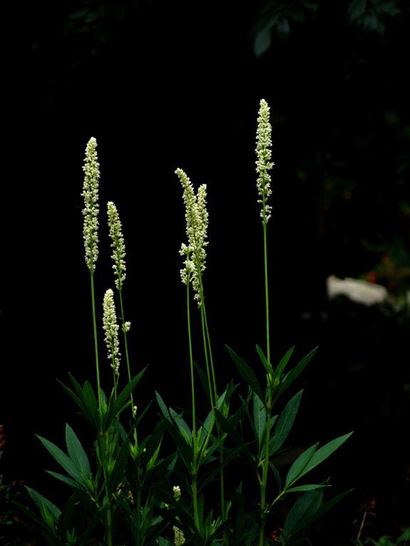 shade loving perennial with blooms