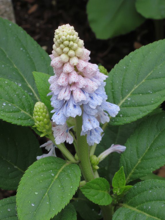 shade loving perennial with blooms
