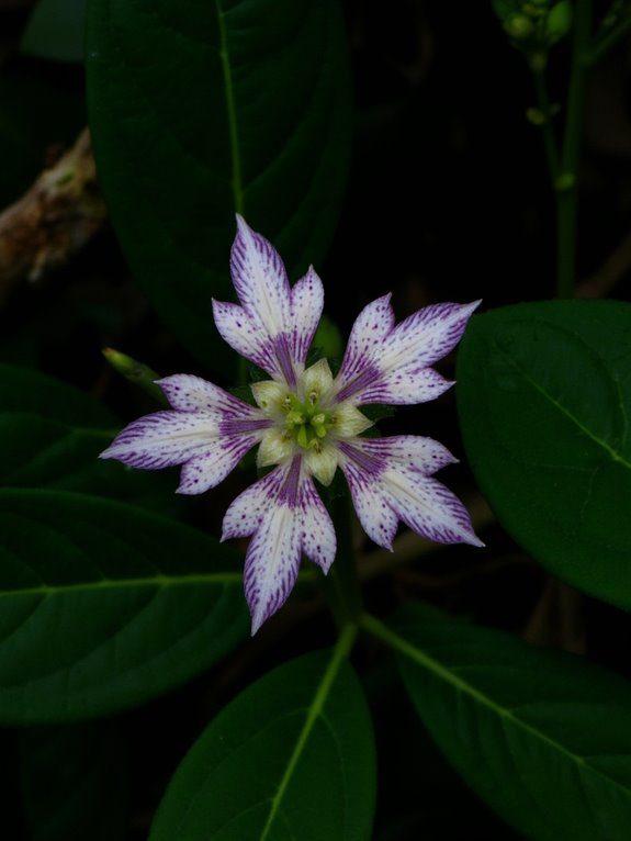 shade loving perennial with orchids