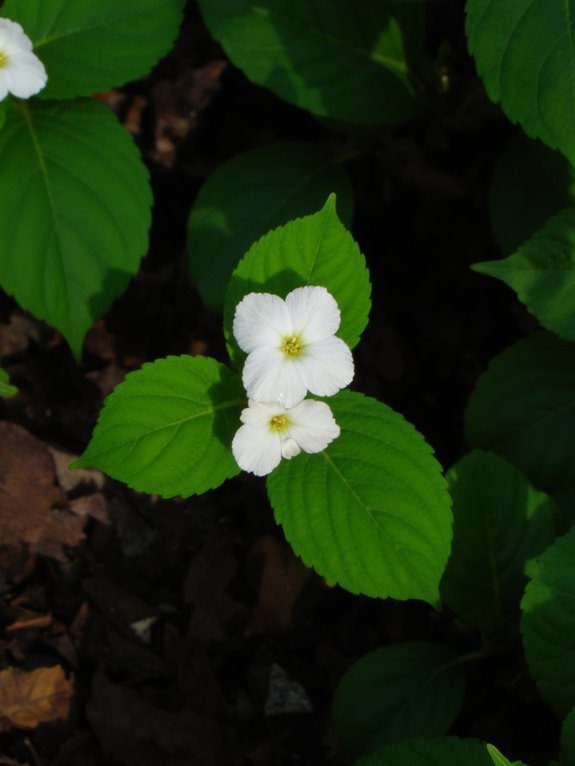 shade loving vibrant perennial flowers
