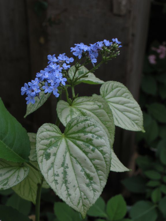 shady garden gem blooms