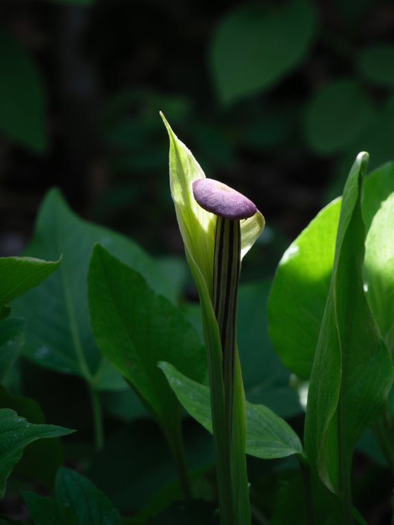 shady moist garden perennial