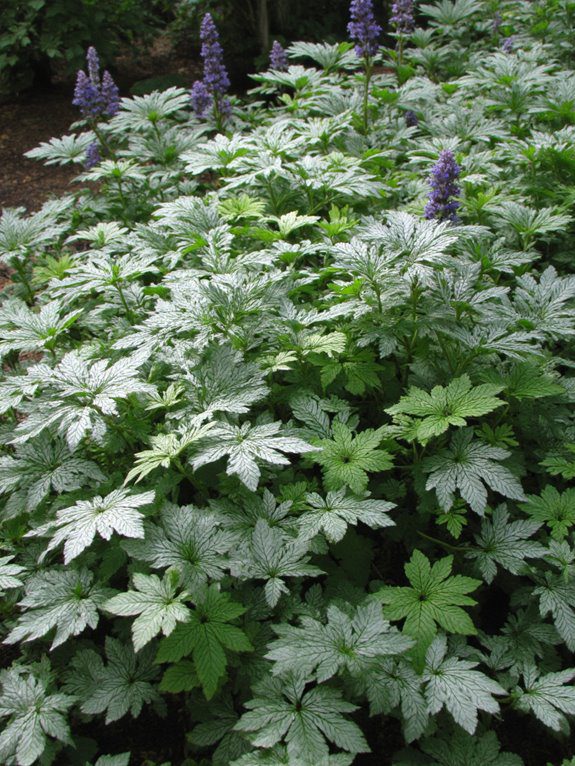 shimmery low maintenance ground cover