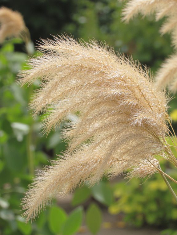 soft cushiony garden beauty