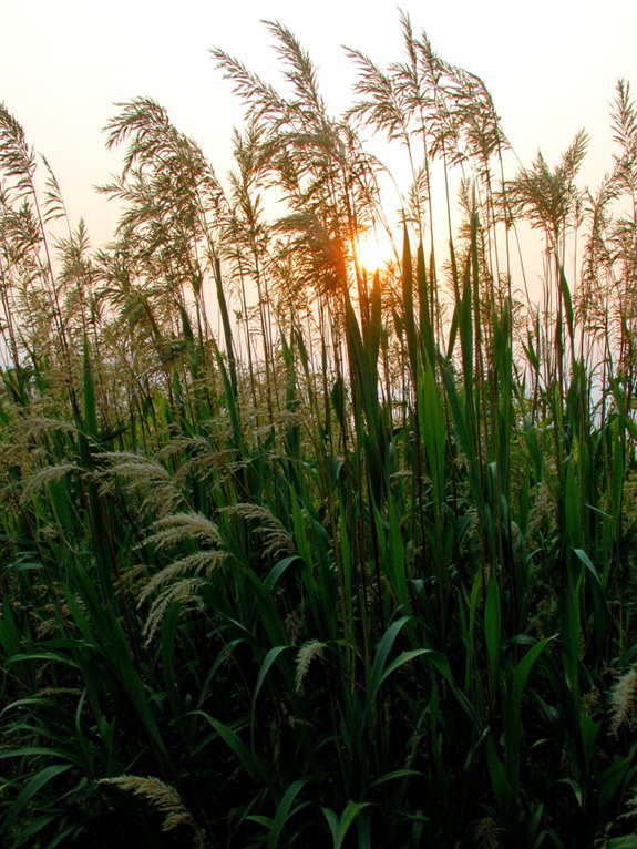 tall low maintenance privacy grass