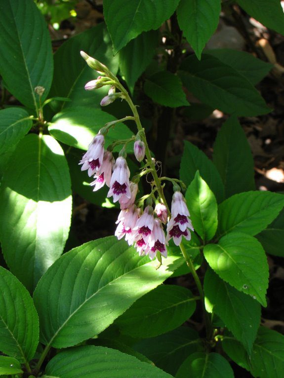 unique flowers for shade