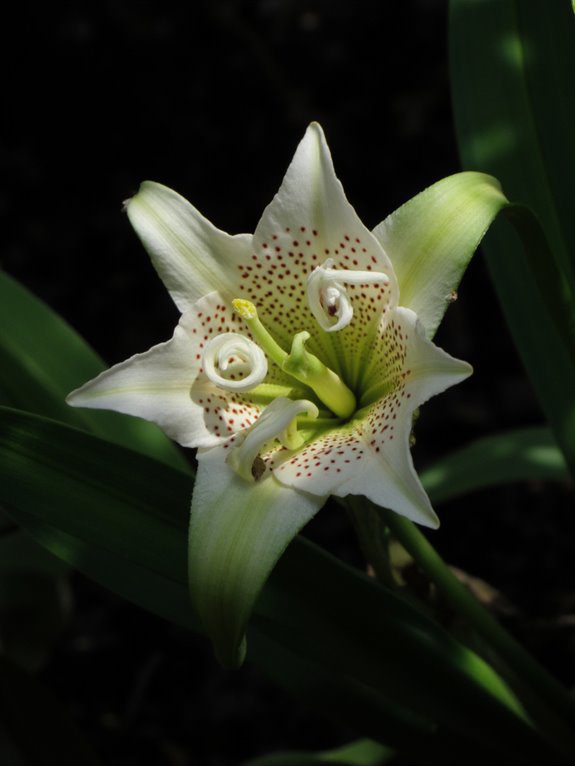 unique shade loving flowers