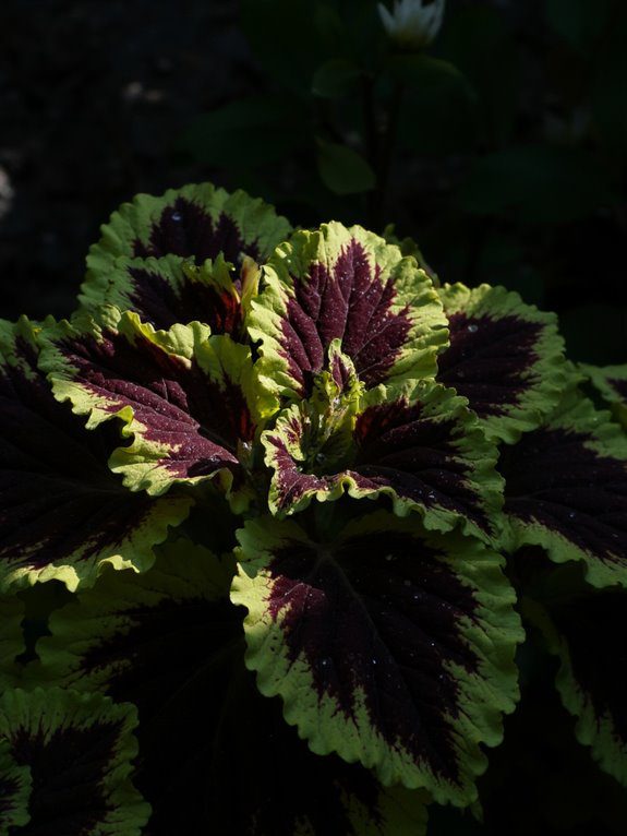 vibrant shade garden perennials