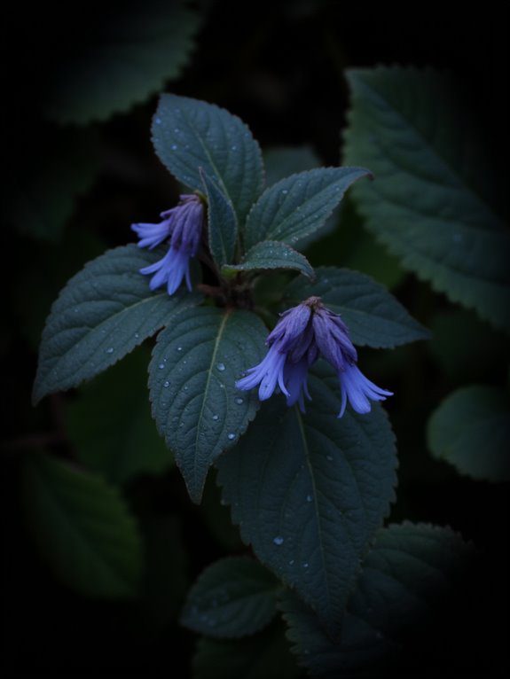 vibrant shade loving ground cover