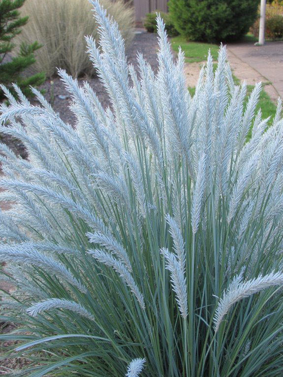 vibrant silvery blue ornamental grass
